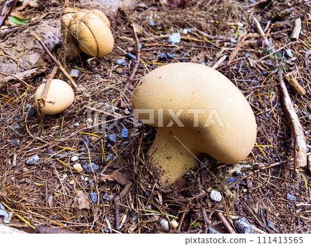 年輕的白蘑菇 Onifusube 年輕的白蘑菇 Onifusube 111413565