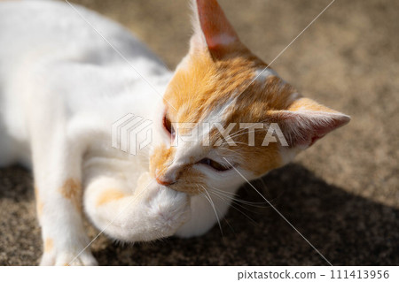 曬太陽~咕咕叫的貓~ 曬太陽~咕咕叫的貓~ 111413956