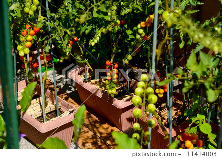 A vegetable garden on the roof balcony produces lots of cherry tomatoes 111414003