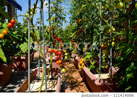 A vegetable garden on the roof balcony produces lots of cherry tomatoes 111414006