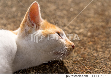 Basking in the sun ~ purring cat ~ 111414168