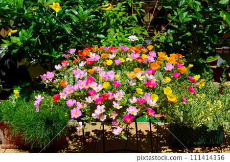 花園：屋頂陽台，每天都能欣賞許多花朵 111414356