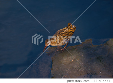 Kuina reflected on the water surface Kuina reflected on the water surface 111414357