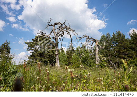 Old creepy tree in the forest Old creepy tree in the forest 111414470