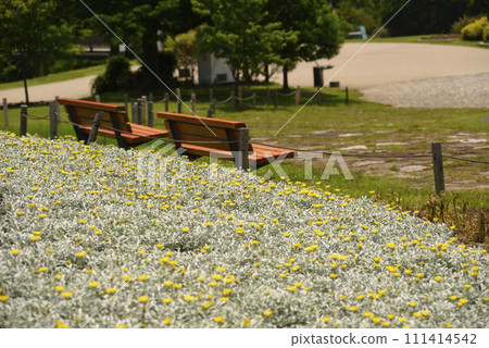 yellow flower blooming park 111414542