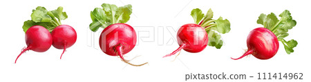 Radish vector set isolated on white background Radish vector set isolated on white background 111414962