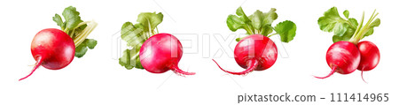 Radish vector set isolated on white background 111414965