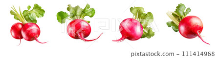 Radish vector set isolated on white background Radish vector set isolated on white background 111414968