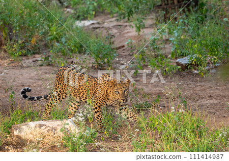 wild female leopard or leopardess or panthera pardus roaming around in her territory trying to hide or camouflage in grass with eye contact in safari at jhalana forest reserve jaipur rajasthan india wild female leopard or leopardess or panthera pardus roaming around in her territory trying to hide or camouflage in grass with eye contact in safari at jhalana forest reserve jaipur rajasthan india 111414987