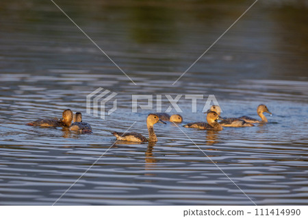 lesser whistling duck or Indian whistling duck or lesser whistling teal family flock of birds in water and golden hour light during winter season migration at keoladeo national park bharatpur india lesser whistling duck or Indian whistling duck or lesser whistling teal family flock of birds in water and golden hour light during winter season migration at keoladeo national park bharatpur india 111414990