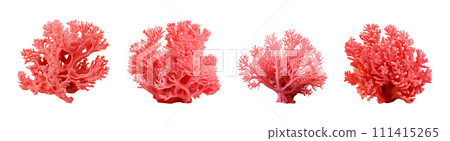 Red coral vector set isolated on white background Red coral vector set isolated on white background 111415265