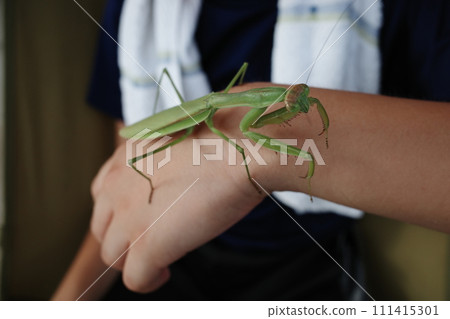 child with praying mantis 111415301
