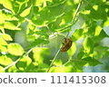蟬殼 111415308