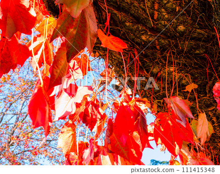 Autumn ivy leaves hanging down from the beams and turning bright red 111415348