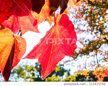 Autumn ivy leaves hanging down from the beams and turning bright red 111415350