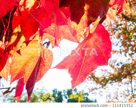 Autumn ivy leaves hanging down from the beams and turning bright red 111415352