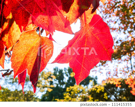 Autumn ivy leaves hanging down from the beams and turning bright red 111415355
