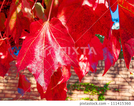 Autumn ivy leaves hanging down from the beams and turning bright red 111415360