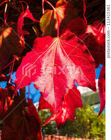 Autumn ivy leaves hanging down from the beams and turning bright red 111415361