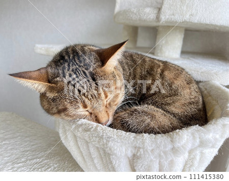 [Protection cat] A 3-year-old tabby cat sleeping in the cat tower's Nyan Mock 111415380
