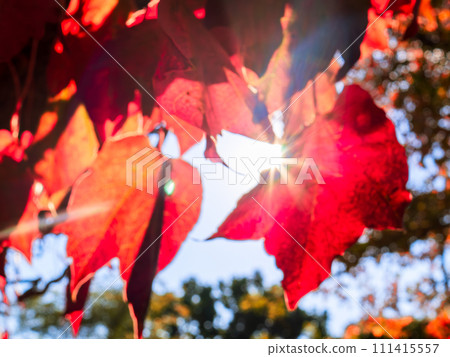 Autumn ivy leaves (Japanese maple) that hang down from the beams and shine bright red in the backlight of the sun. 111415557