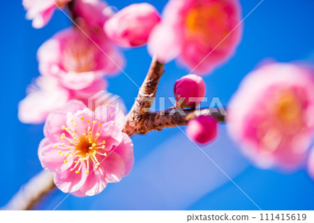 紅梅花特寫,映襯藍天 紅梅花特寫,映襯藍天 111415619