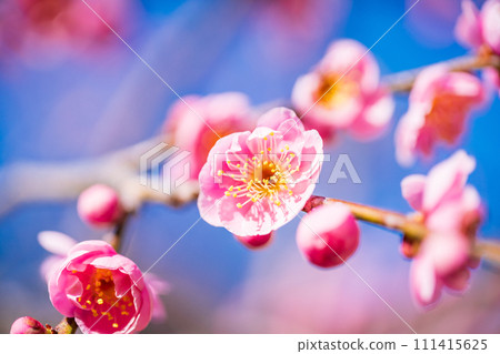 Close-up of red plum blossoms shining against the blue sky Close-up of red plum blossoms shining against the blue sky 111415625