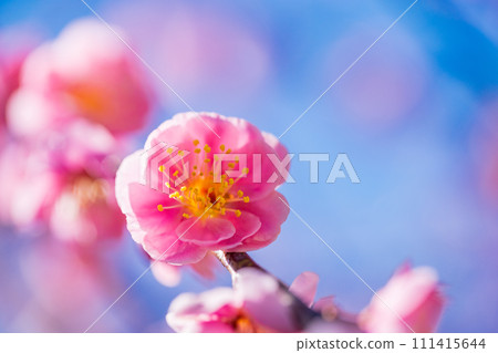 紅梅花特寫，映襯藍天 111415644