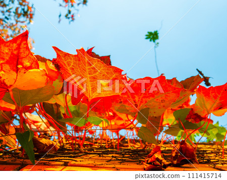 Bright red autumn leaves (Japanese maple) cover the red brick walls and shine against the blue sky. 111415714
