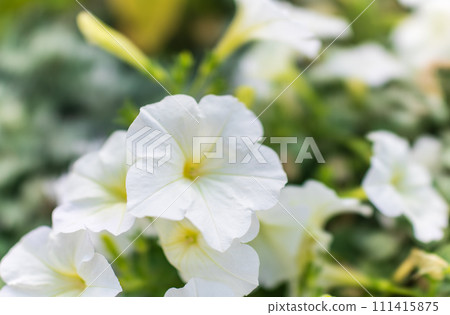 Petals of white petunia flowers. Close-up, selective focus. Petals of white petunia flowers. Close-up, selective focus. 111415875