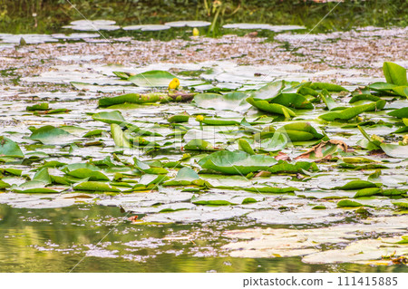 Yellow water lily flower, Nuphar lutea, blooming yellow among the green leaves on the water of the lake 111415885