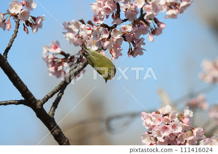 Mejiro taking a break on the branches of a cherry blossom tree in full bloom 111416024