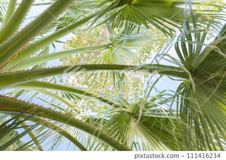 Palm tree leaves against bright blue sky 111416234