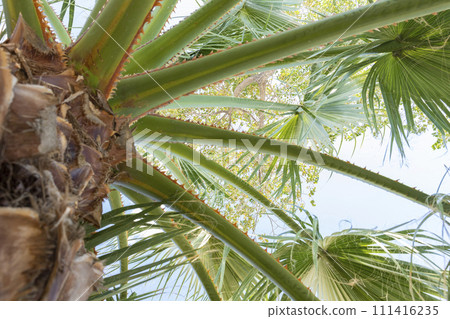 Palm tree leaves against bright blue sky 111416235