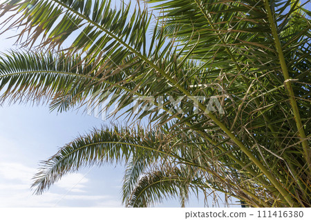 Palm tree leaves against bright blue sky 111416380