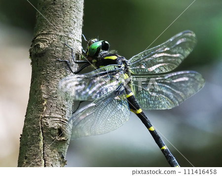 Oniyanma 休息它的翅膀 111416458