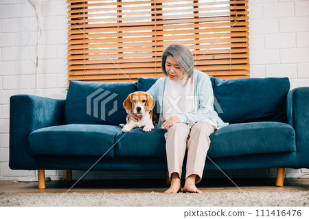 A heartwarming portrait, An elderly woman and her Beagle puppy share a moment of togetherness on the sofa in their living room. Their friendship and smiles radiate happiness and love. Pet love 111416476