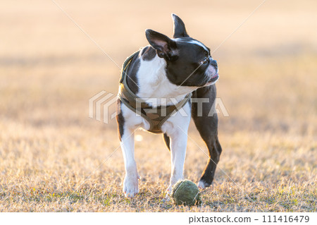 Boston Terrier 111416479