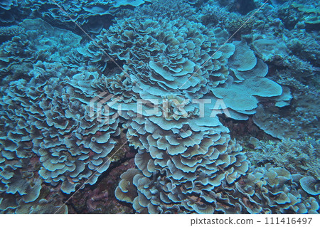Blue sea of coral reefs, Ryukyu Kikka coral, Okinawa sea 111416497