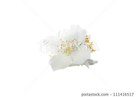 PNG, White jasmine flowers, isolated on white background 111416517