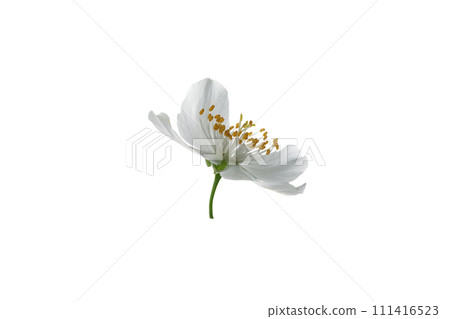 PNG, White jasmine flower, isolated on white background 111416523