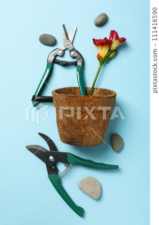 Garden supplies, flowers and stones on blue background, top view 111416590