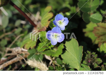 冬季田野中盛開的藍色鳶尾花 111416760