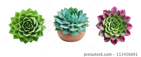 Succulent plant vector set isolated on white background 111416891