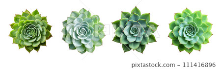 Succulent plant vector set isolated on white background 111416896