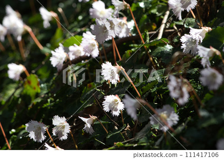 日本仙人掌在樹蔭下綻放 111417106