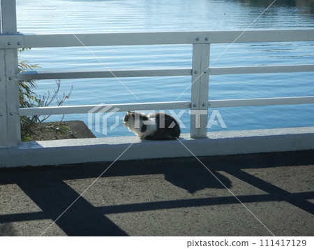 cat and bike cat and bike 111417129