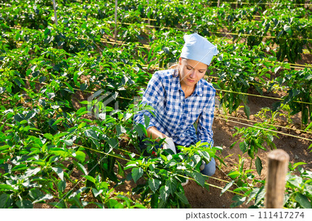Positive woman harvesting bell peppers on field in summer day 111417274