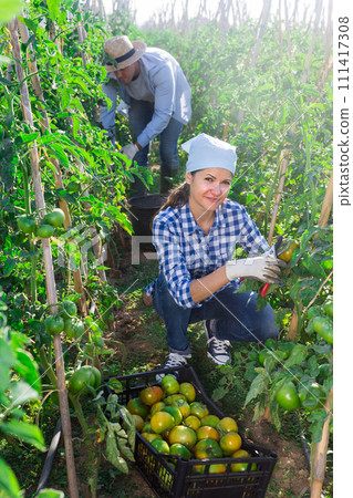 Woman picking underripe tomatoes in small farm garden 111417308