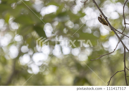 Scenery of cicadas resting in the shade of trees in August - 3 Scenery of cicadas resting in the shade of trees in August - 3 111417317